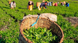 A file image of a tea plantation in Kenya.